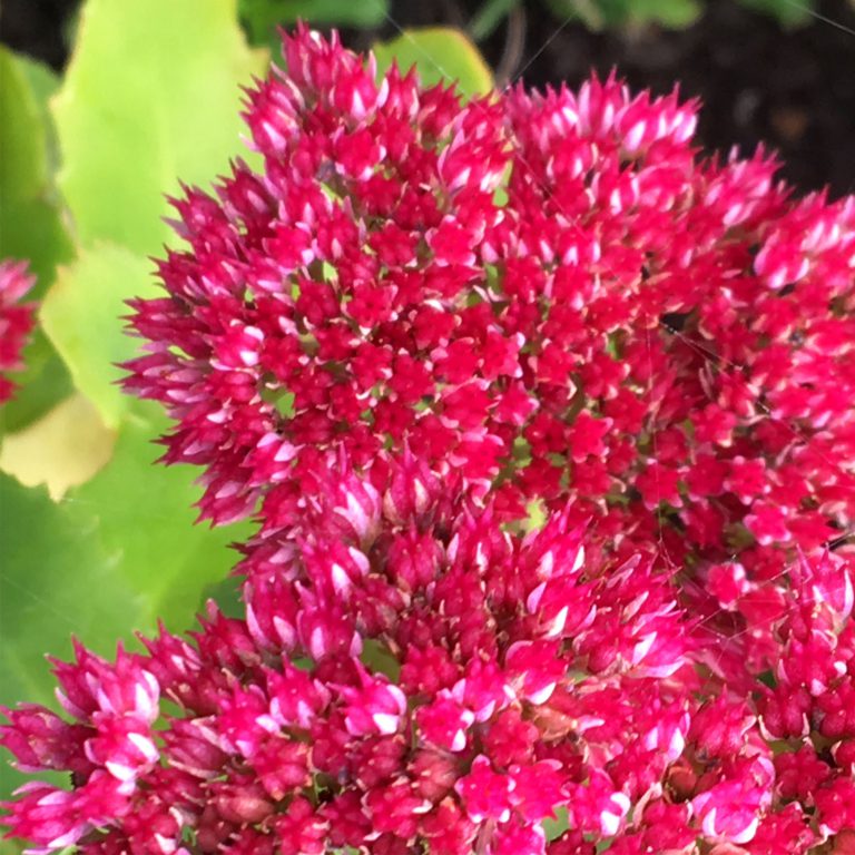 Vaste planten voor in de volle zon Om de tuin leiden