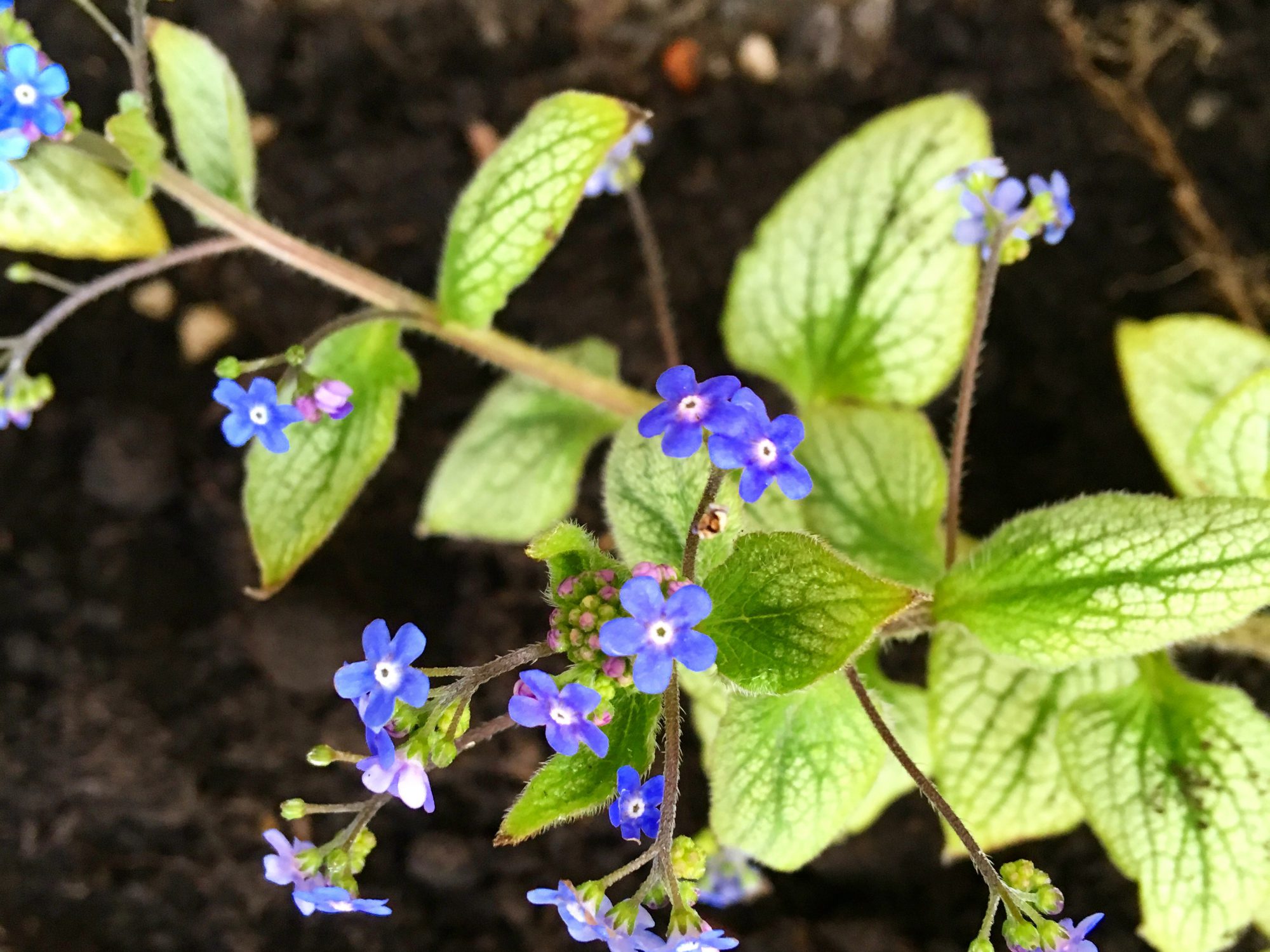 Schaduwplanten om de tuin leiden