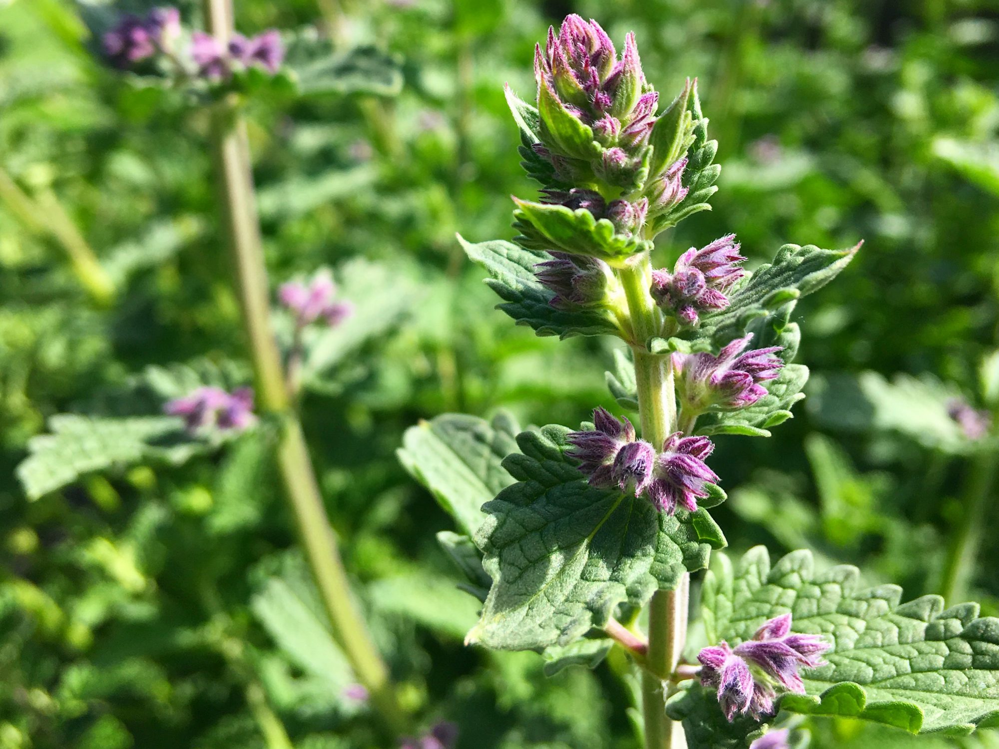 Vaste planten voor in de volle zon om de tuin leiden