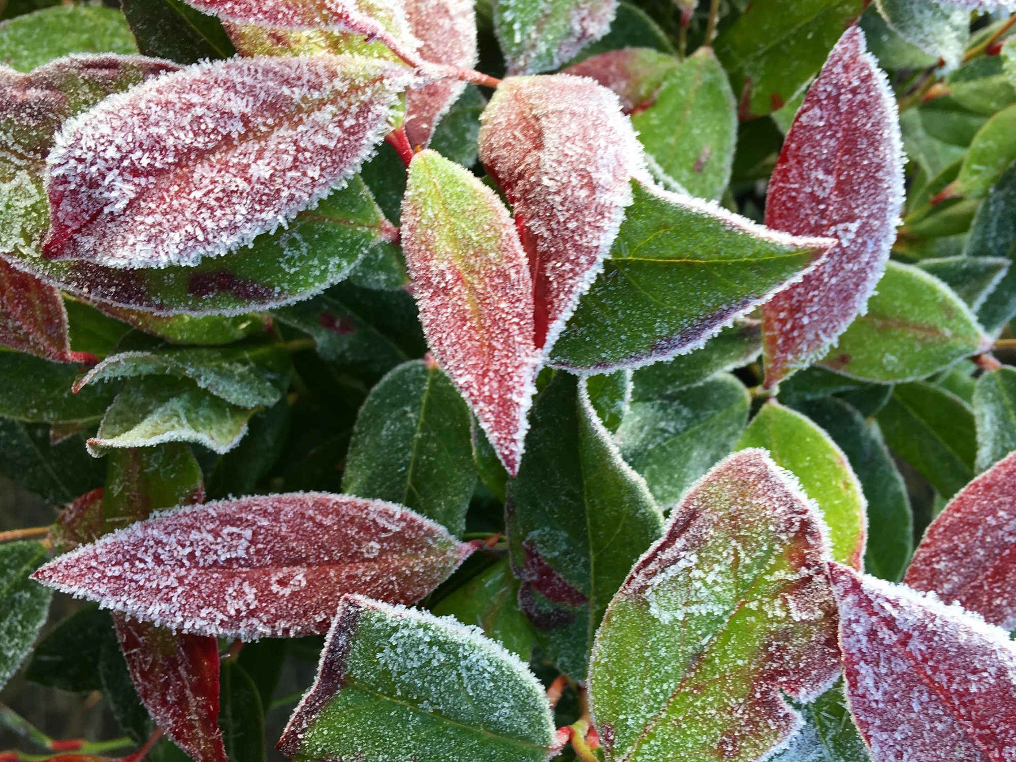 Om de ‘winter’tuin leidenfeestmaand (december) om de tuin leiden